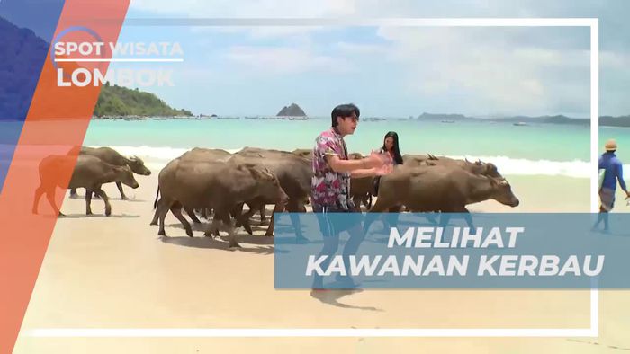 Menggembala Kerbau di Tepi Pantai Selong Belanak, Lombok