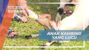 Memberi Susu dan Bermain Dengan Anak Kambing Lucu di Subang