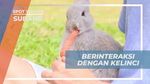 Berinteraksi dan Memberi Makan Kelinci Menggemaskan di Subang