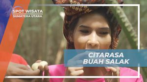 Menikmati Citarasa Buah Salak Baru Panen di Desa Lingga, Sumatera Utara