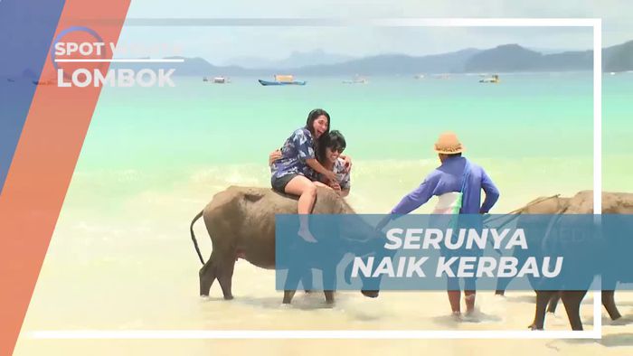 Menunggang Kerbau Seru di Pantai Selong Belanak, Lombok