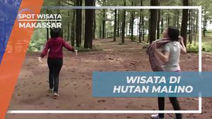 Menjelajahi Hutan Pinus Malino di Makassar
