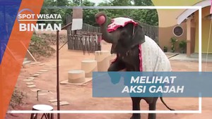 Menyaksikan Aksi Seru Para Gajah di Jumbo Park Bintan