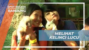 Melihat Kelinci Lucu dan Unik di Bandung