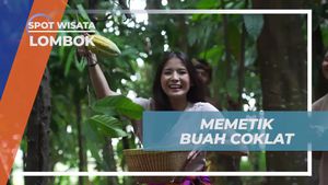 Memetik Buah Coklat Langsung di Ladang Desa Bayan, Lombok