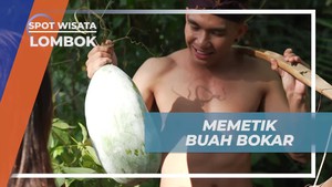 Memetik Buah Bokar untuk Wadah Air di Desa Bayan, Lombok