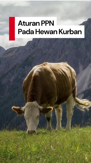 Video: Beli Hewan Kurban Kena PPN? Ini Kata Kemenkeu