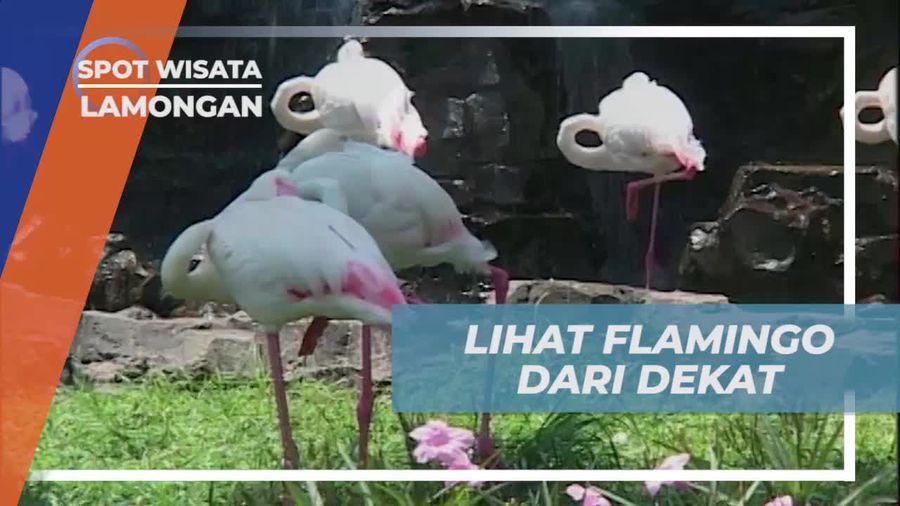 Mengamati Flamingo dari Dekat di Maharani Zoo Lamongan