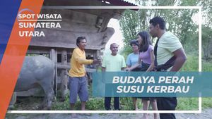 Mengenal Budaya Perah Susu Kerbau di Desa Salaon Sumatera Utara