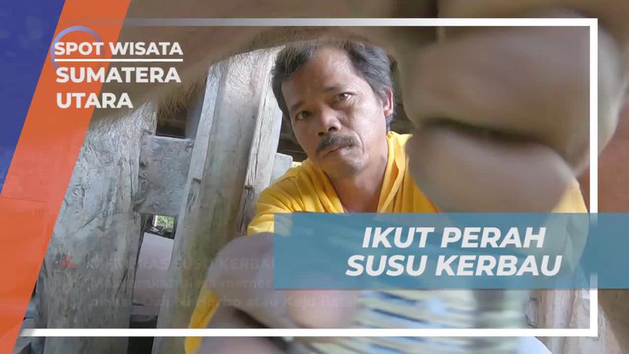 Ikut Memerah Susu Kerbau di Desa Salaon Sumatera Utara