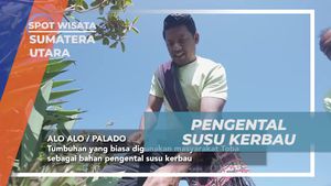 Mengolah Susu Kerbau Menjadi Dali Ni Horbo di Desa Salaon Sumatera Utara