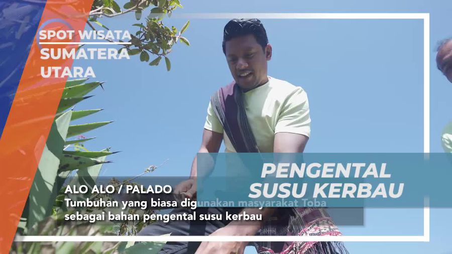 Mengolah Susu Kerbau Menjadi Dali Ni Horbo di Desa Salaon Sumatera Utara