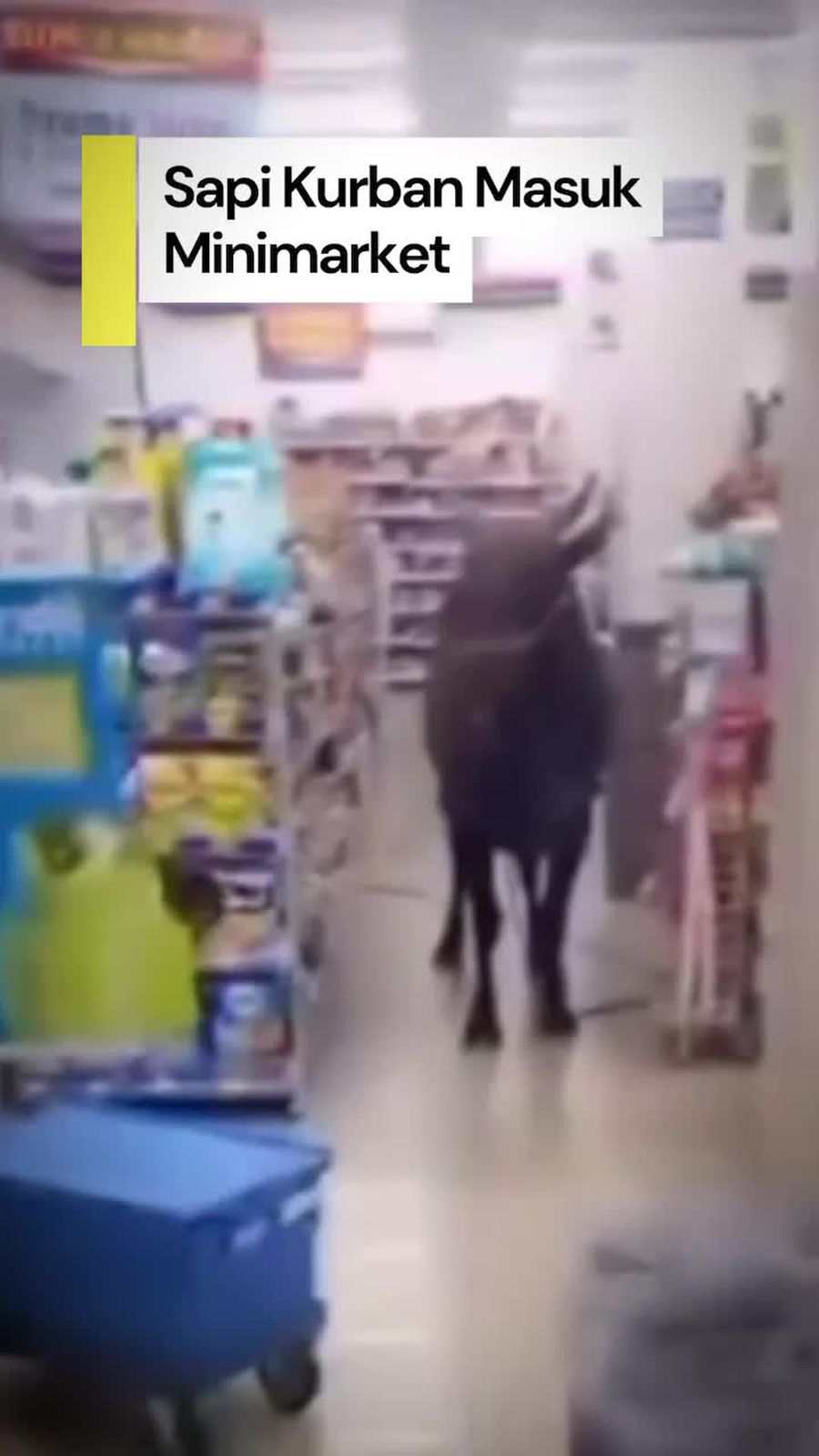 Video: Heboh Sapi Kurban di Palembang Kabur dan Masuk ke Minimarket 