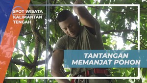 Menghadapi Tantangan Memanjat Pohon di Kalimantan Tengah