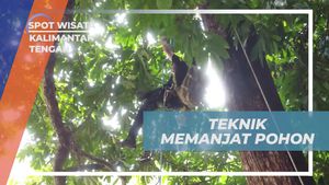 Membagikan Teknik Memanjat Pohon untuk Pemula di Kalimantan Tengah