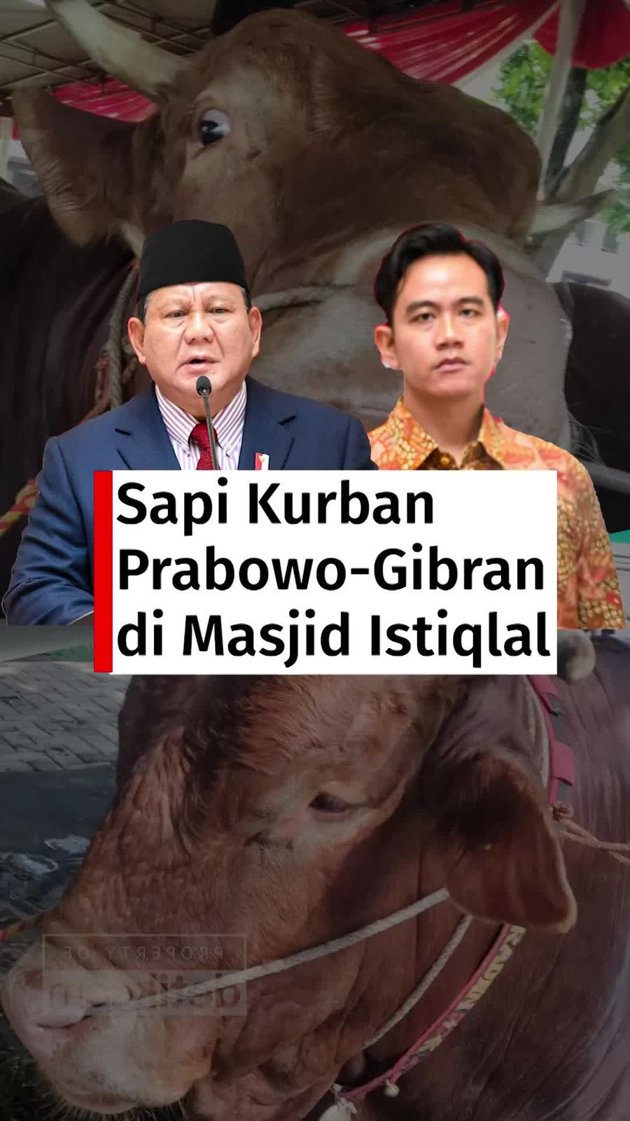 Video Intip Sapi Kurban Prabowo-Gibran, Bernama Brawijaya & Jack