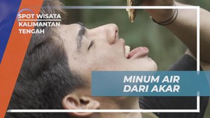 Meminum Air Segar dari Akar Bajakah di Kalimantan Tengah