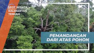 Menikmati Pemandangan Spektakuler dari Atas Pohon di Kalimantan Tengah