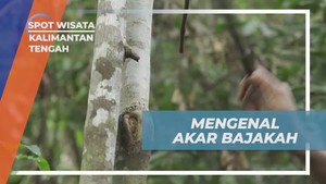 Mengenal Manfaat Akar Bajakah di Kalimantan Tengah