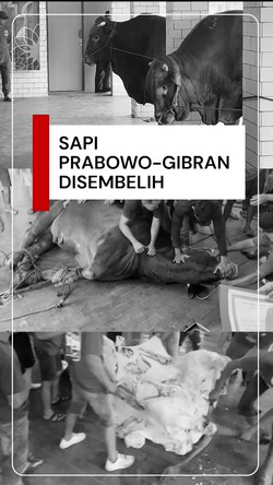 Video: Momen Penyembelihan Sapi Kurban Prabowo-Gibran di Masjid Istiqlal