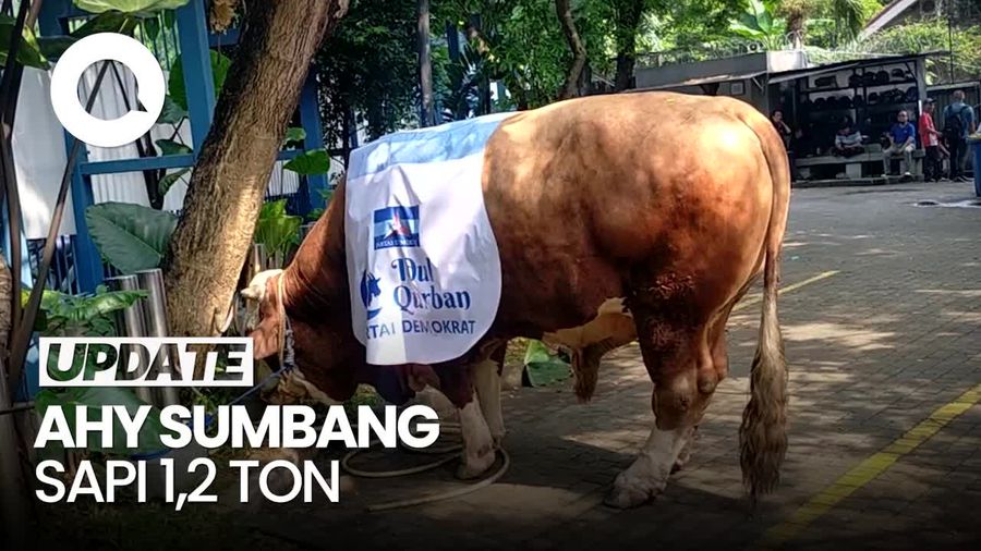 Video: AHY Serahkan Sapi Limosin 1,2 Ton untuk Disembelih di DPP Demokrat