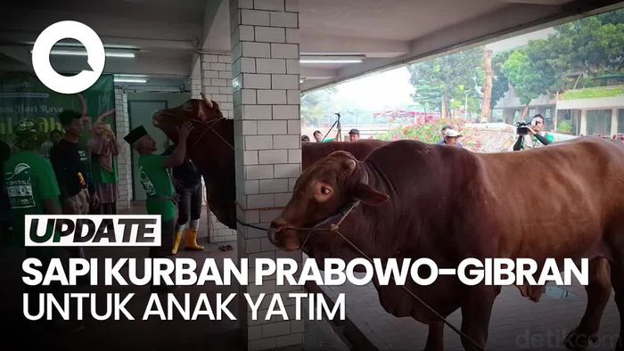 Video: Daging Sapi Kurban Prabowo-Gibran akan Dinikmati 2.000 Anak Yatim