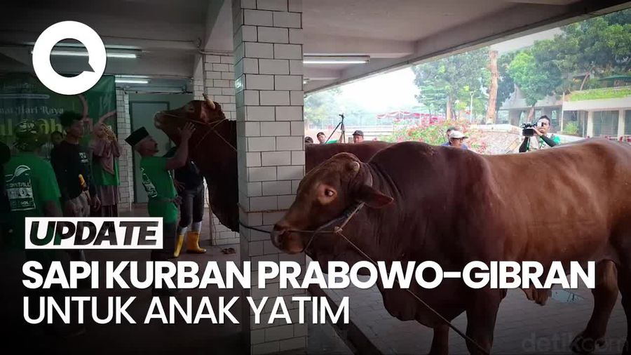 Video: Daging Sapi Kurban Prabowo-Gibran akan Dinikmati 2.000 Anak Yatim