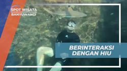 Berenang dan Berinteraksi Seru dengan Bayi Hiu di Banyuwangi