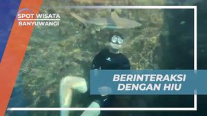 Berenang dan Berinteraksi Seru dengan Bayi Hiu di Banyuwangi