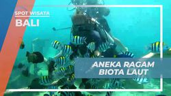 Menikmati Keindahan Aneka Biota Laut di Bali