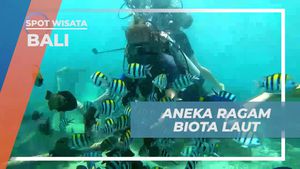 Menikmati Keindahan Aneka Biota Laut di Bali