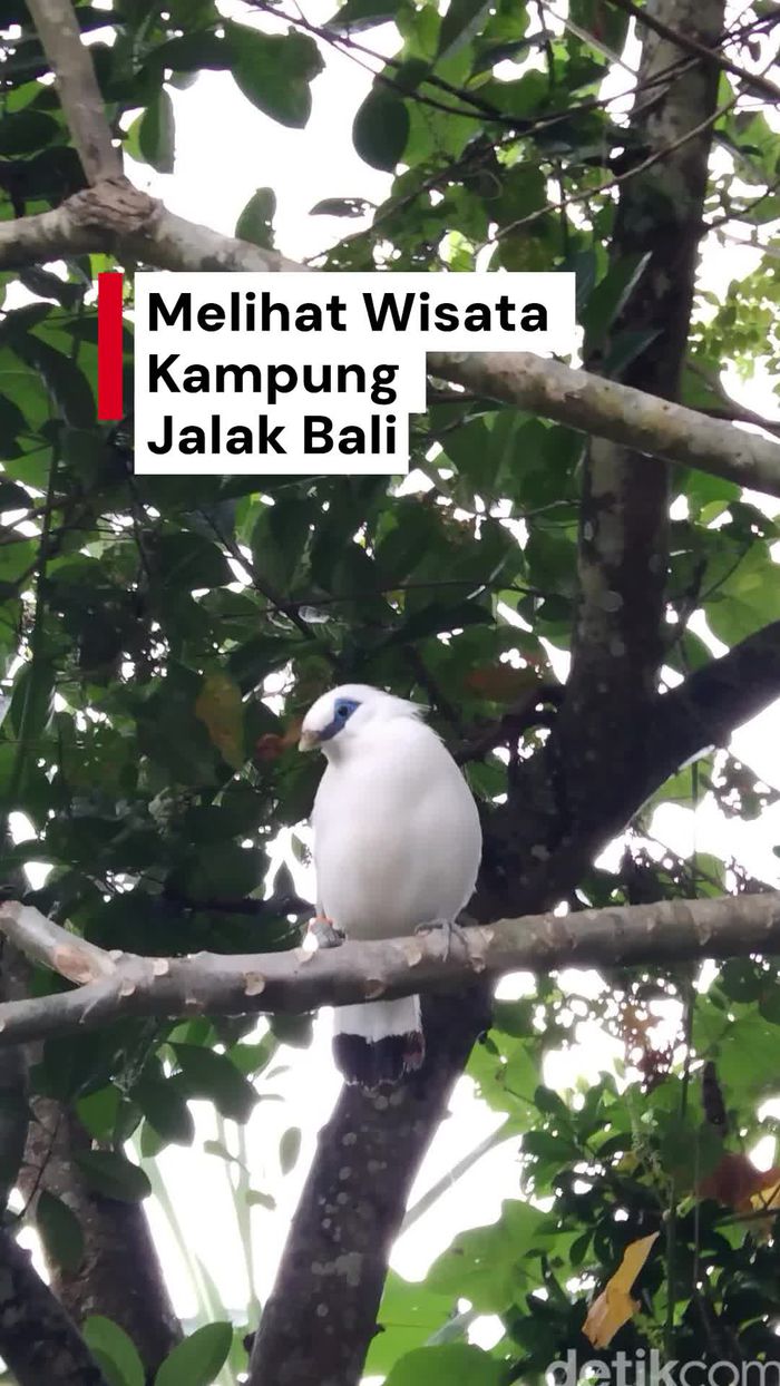 Video: Yang Perlu Kamu Tahu soal Wisata Kampung Jalak Bali