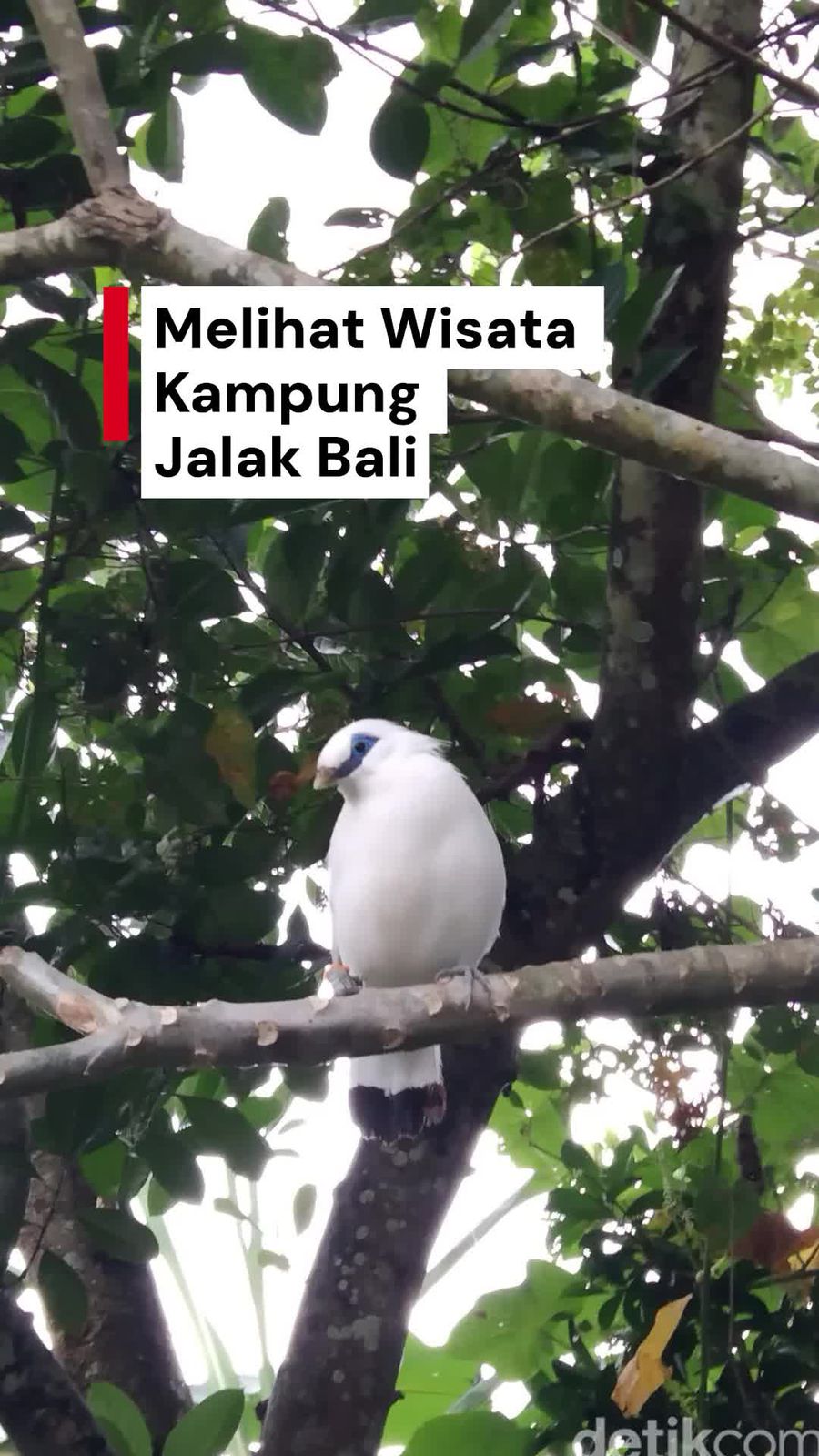 Video: Yang Perlu Kamu Tahu soal Wisata Kampung Jalak Bali