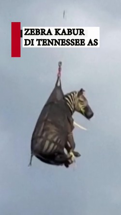 Video Zebra yang Kabur dari Pemiliknya Ditemukan, Diterbangkan Pakai Heli