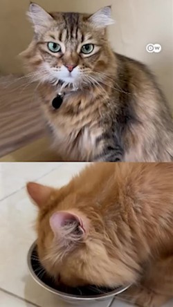 Video: Cat Sitter, Profesi Menyenangkan untuk Si Pencinta Kucing