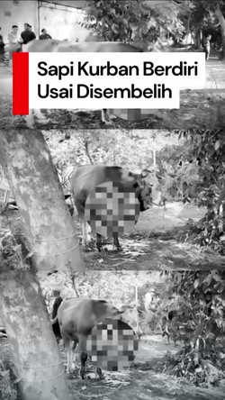 Video: Detik-detik Sapi Kurban di Klaten Berdiri Lagi Usai Disembelih