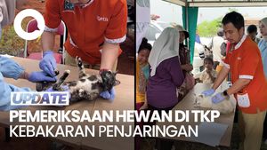 Video: Warga Penjaringan Bawa Kucingnya Berobat karena Trauma Usai Kebakaran