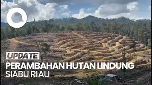 Video: Menyusuri Hutan Lindung Siabu Riau yang Botak Akibat Perambahan
