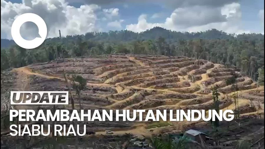 Video: Menyusuri Hutan Lindung Siabu Riau yang Botak Akibat Perambahan