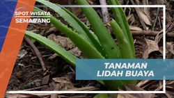 Memanfaatkan Manfaat Lidah Buaya untuk Perawatan di Semarang