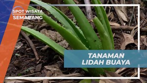 Memanfaatkan Manfaat Lidah Buaya untuk Perawatan di Semarang