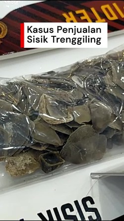Video: Bareskrim Ungkap Penjualan Sisik Trenggiling Ilegal, 2 Tersangka Ditangkap