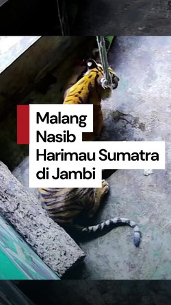 Video: Sedih, Harimau Sumatera yang Terjerat Sling Baja di Jambi Akhirnya Mati