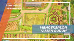 Mengeksplorasi Keindahan Agrowisata Taman Suruh dan Berfoto di Banyuwangi