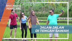 Menyusuri Sawah Hijau Menikmati Alam Pemalang, Jawa Tengah