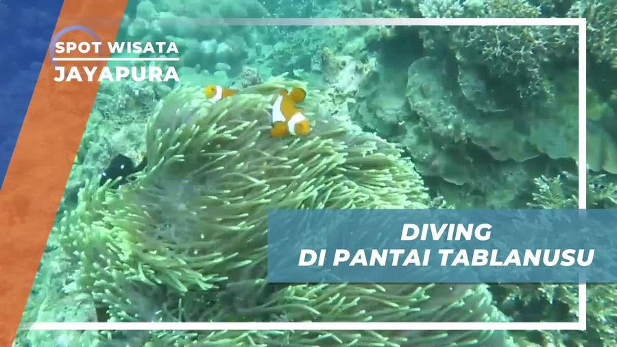Menyelam dan Menyaksikan Aneka Biota Laut di Pantai Tablanusu