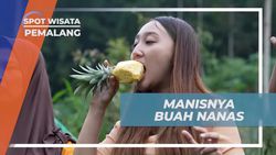 Mencicipi Manisnya Buah Nanas yang Baru Dipetik di Pemalang, Jawa Tengah