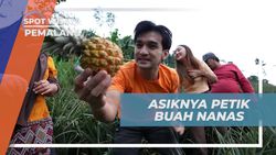 Menikmati Serunya Petik Buah Nanas Bersama Warga Pemalang, Jawa Tengah