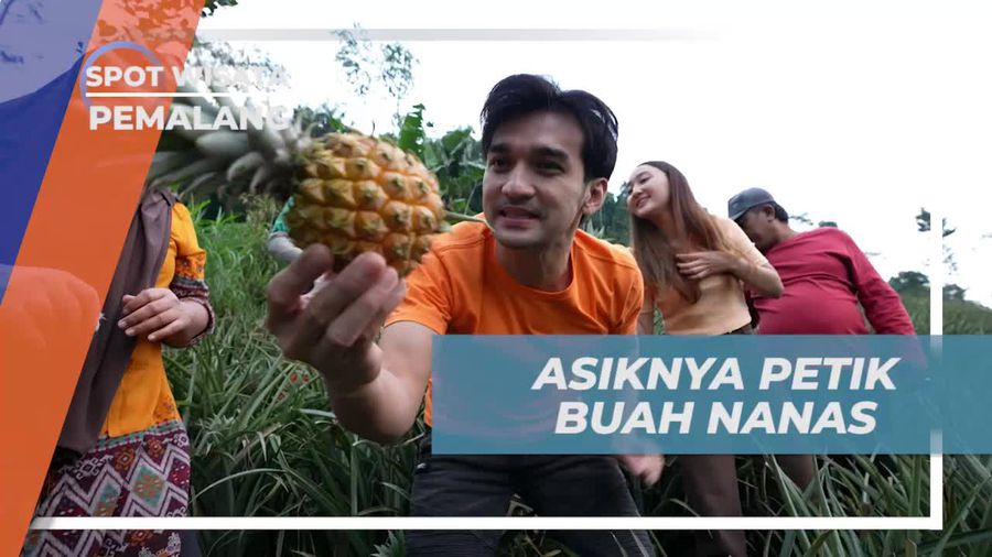 Menikmati Serunya Petik Buah Nanas Bersama Warga Pemalang, Jawa Tengah