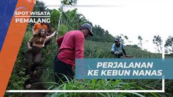Memetik Buah Nanas Segar Langsung di Kebun Pemalang, Jawa Tengah